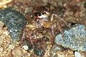 Cytaea_xanthopus_F0773_Z_87_Palmerstone park_Australie